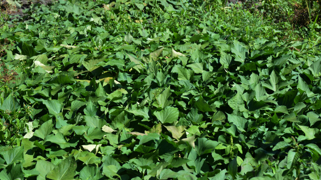 Jicama Seeds