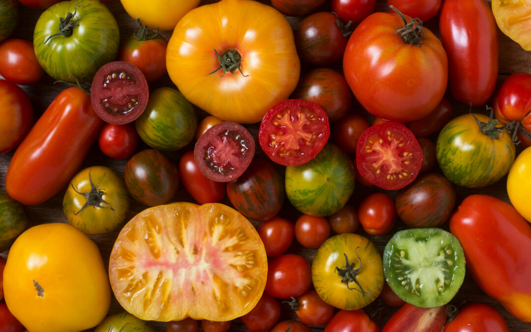 Start a Profitable Online Tomato Seed Store for Under $500