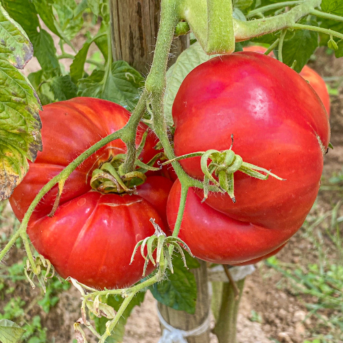 Beefsteak tomato seeds