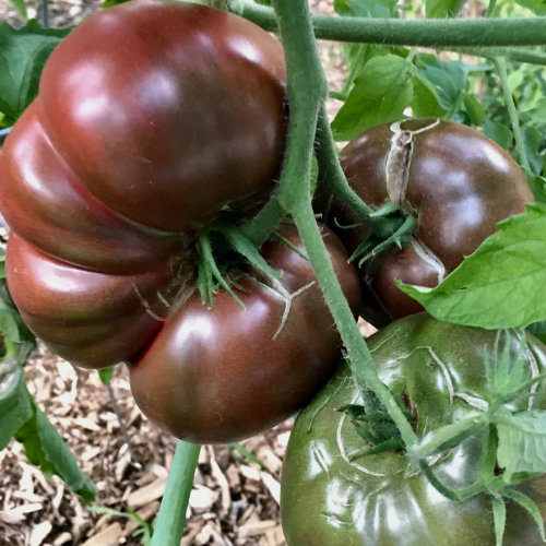 Cherokee Purple tomato seeds