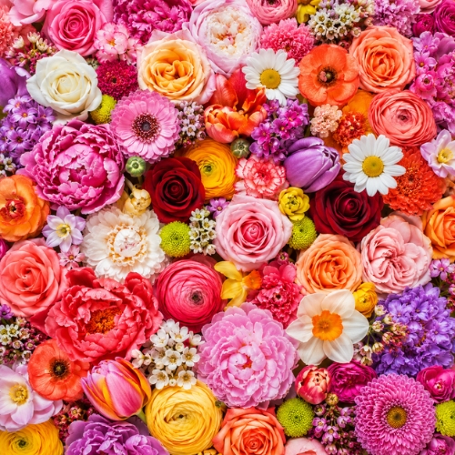 Flower seeds for colorful gardens and pollinator planting