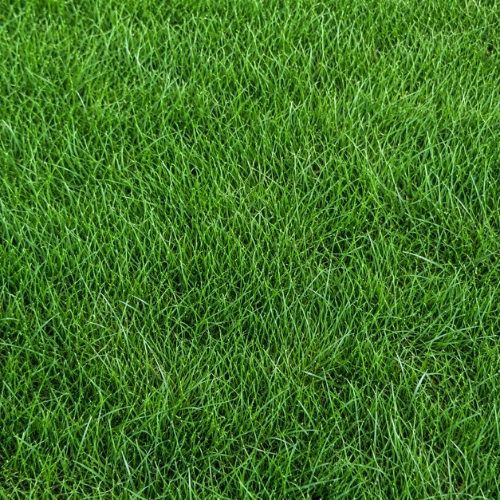 Grass seeds for lawns, ground cover, pasture, and landscape planting
