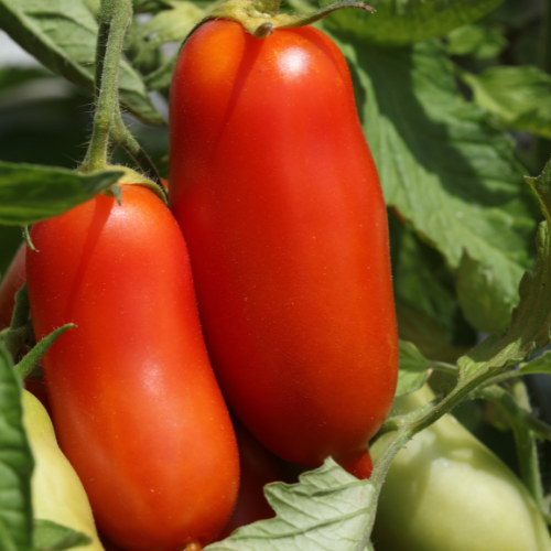 San Marzano tomato seeds packet