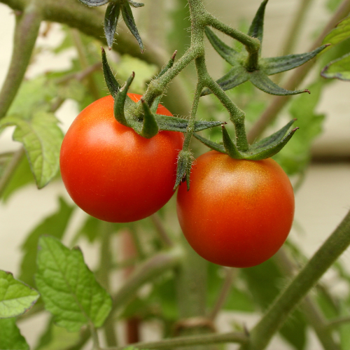 Tiny Tim tomato seeds
