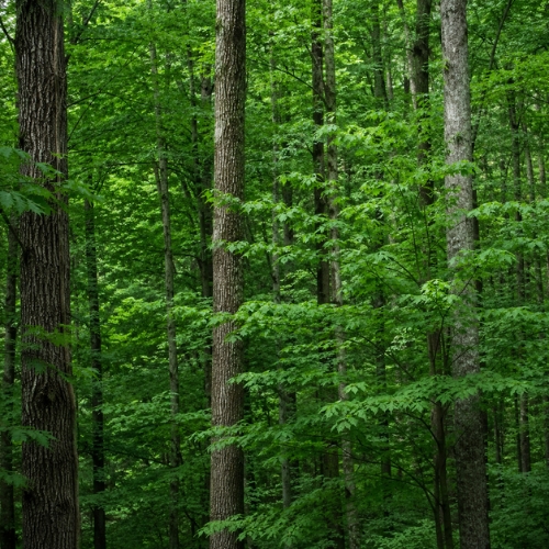Tree seeds for shade trees, fruit trees, and landscape planting